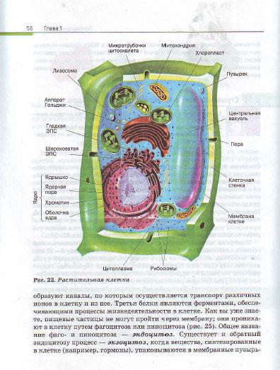 Генетика: